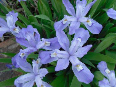 Two Little-known Native Irises - hgic.clemson.edu