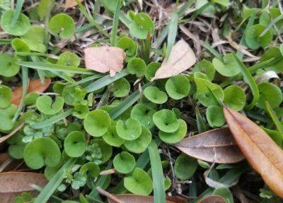 Weed of the Month – Dichondra - hgic.clemson.edu - New Zealand