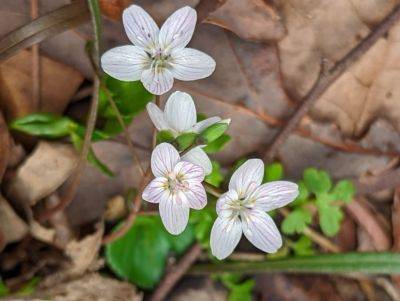 An Ecology of Spring Wildflowers - hgic.clemson.edu - state South Carolina - county Garden