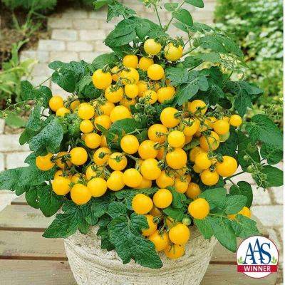 Tomatoes in Containers - hgic.clemson.edu