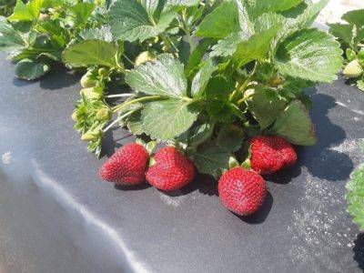 SC Fruit and Vegetable Field Report – April 4, 20222 - hgic.clemson.edu