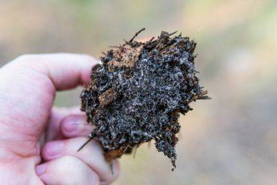 Why Does Soil Health Matter? Starting with Soil Organisms - hgic.clemson.edu