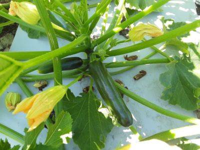 SC Fruit and Vegetable Field Report – May 23, 2022 - hgic.clemson.edu - Georgia