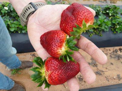 SC Fruit and Vegetable Field Report March 28, 2022 - hgic.clemson.edu