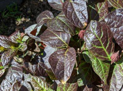 Burgundy Spice Sweetshrub - hgic.clemson.edu - state New Jersey - state South Carolina - county Hardy