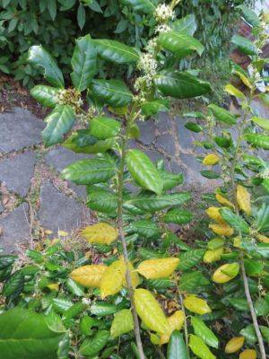 Leaf Drop in Evergreens - hgic.clemson.edu