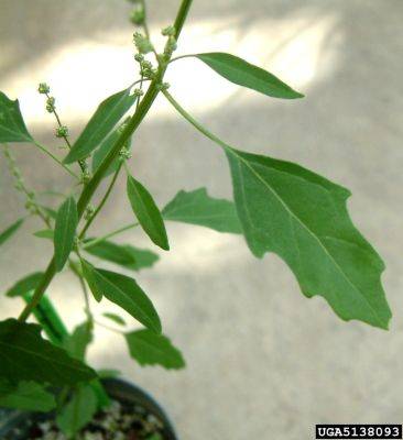 Weed of the Month Lambsquarters - hgic.clemson.edu - Usa