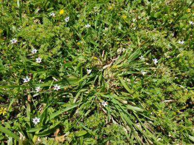Weed of the Month – Blue-eyed grass - hgic.clemson.edu