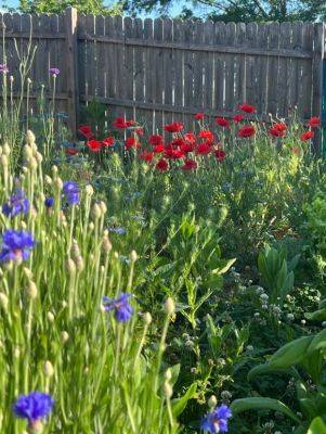 Corn Poppies - hgic.clemson.edu