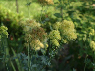 Meadow Rue - hgic.clemson.edu - Japan - Spain