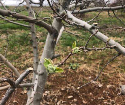 SC Fruit and Vegetable Field Report- March 14, 2022 - hgic.clemson.edu - Georgia - state Florida