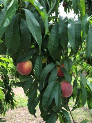 Choosing A Peach Variety for the Backyard - hgic.clemson.edu - Usa - state Tennessee
