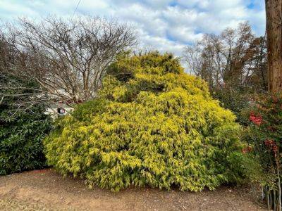 Growing Gold in the Winter Landscape - hgic.clemson.edu