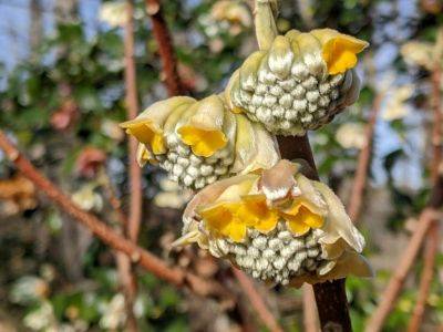 Paperbush - hgic.clemson.edu - Usa - Georgia - India - Japan - Ireland - state South Carolina - county Garden