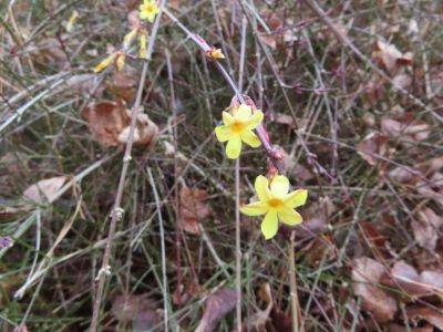 Winter Jasmine - hgic.clemson.edu