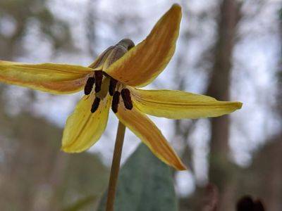 Trout Lilies - hgic.clemson.edu - Georgia - state South Carolina - county Garden