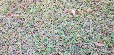 Watering Warm-Season Lawns During Winter - hgic.clemson.edu - state South Carolina