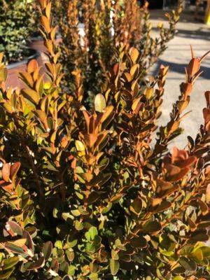 Boxwood Bronzing Blues - hgic.clemson.edu