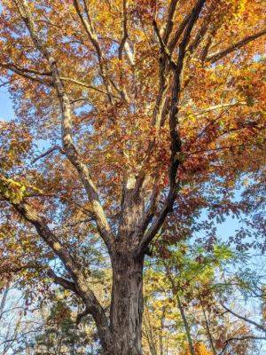 Celebrate the Trees That Make Your World Better - hgic.clemson.edu - Usa - state South Carolina