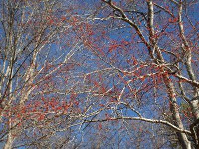 Maple Flowers - hgic.clemson.edu