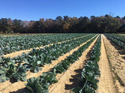 SC Fruit and Vegetable Field Report – November 29, 2021 - hgic.clemson.edu