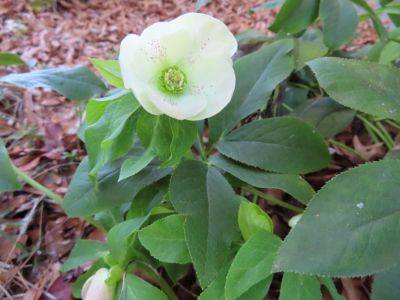 The World of Hellebores - hgic.clemson.edu