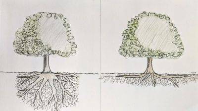 It’s Shrub and Tree Planting Time… Mind Your Roots! - hgic.clemson.edu - state South Carolina