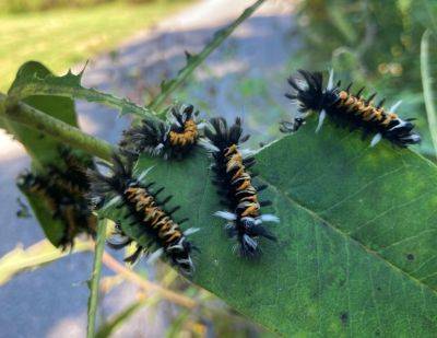 Milkweed Tussock Moth Caterpillars - hgic.clemson.edu - state South Carolina - county Garden