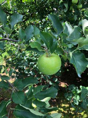 Storing Apples - hgic.clemson.edu - city Rome - state Arkansas
