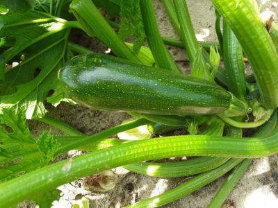 SC Fruit and Vegetable Field Update September 7, 2021 - hgic.clemson.edu