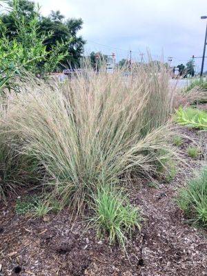 Ornamental grass lovers- your time is at hand! - hgic.clemson.edu