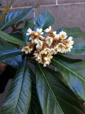 The Lovely Loquat - hgic.clemson.edu