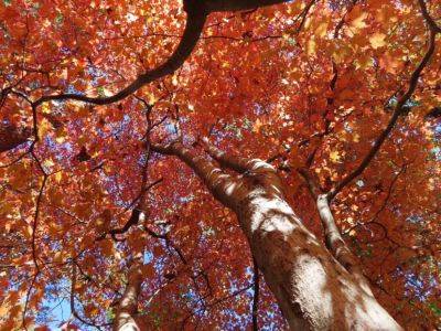 Native Trees for Fall Color - hgic.clemson.edu