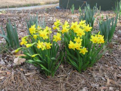 Dependable Daffodils for Heavy Soils In South Carolina - hgic.clemson.edu - state South Carolina