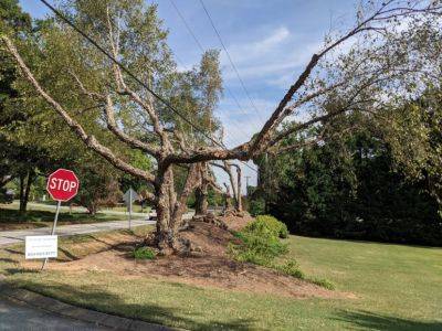 When Plants and Powerlines Collide – Native Shrubs Under Ten Feet - hgic.clemson.edu - state South Carolina