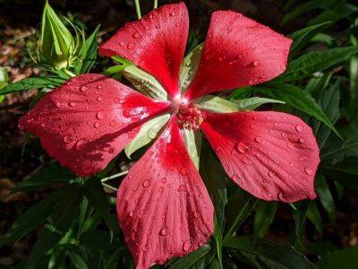 Scarlet Swamp Hibiscus - hgic.clemson.edu - Usa - Greece - Japan