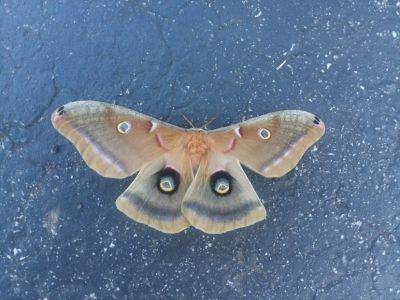 National Moth Week - hgic.clemson.edu - state New Jersey - state South Carolina - county Garden