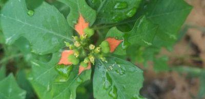 Weed of the Month – Wild Poinsettia / Desert Poinsettia - hgic.clemson.edu - Usa