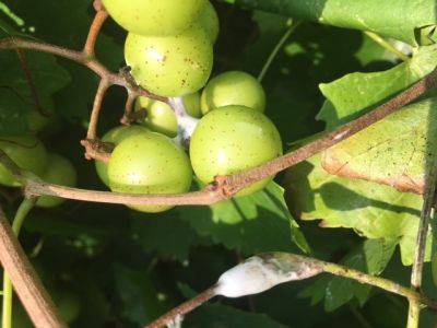 SC Fruit and Vegetable Field Report August 9, 2021 - hgic.clemson.edu - state South Carolina