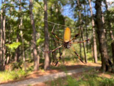 Banana Spiders - hgic.clemson.edu - state South Carolina