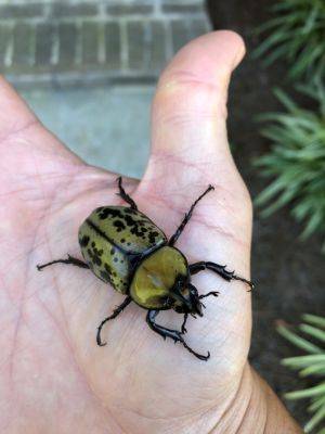 Eastern Hercules Beetles - hgic.clemson.edu - Japan - state South Carolina