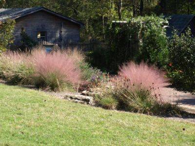 Native Grasses - hgic.clemson.edu - India - state South Carolina - county Garden