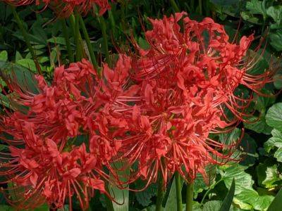 Spider Lilies - hgic.clemson.edu - Usa - Japan