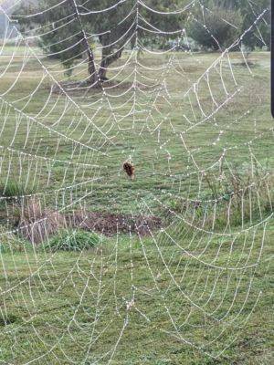 Spiderwebs - hgic.clemson.edu