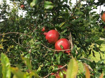 Pomegranates - hgic.clemson.edu - Russia - state South Carolina