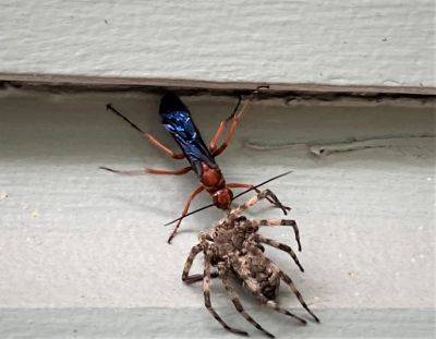 Rusty Spider Wasp - hgic.clemson.edu