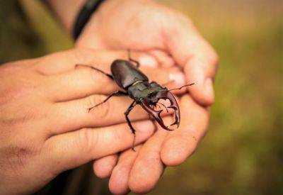 Stag Beetles - hgic.clemson.edu - state South Carolina