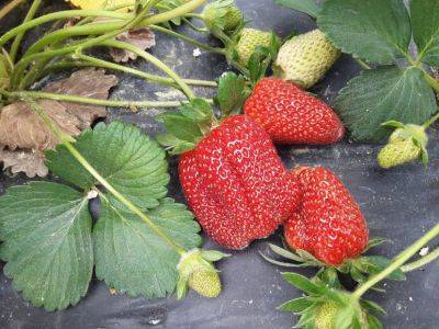 SC Fruit and Vegetable Field Report. – April 12, 2021 - hgic.clemson.edu