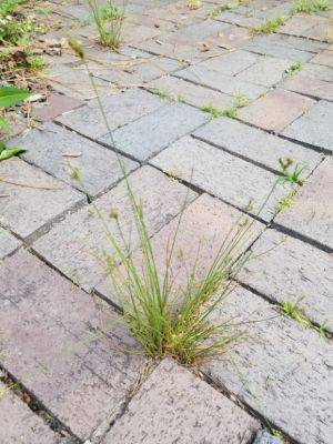 Weed of the Month – Slender Rush - hgic.clemson.edu