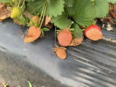 SC Fruit and Vegetable Field Report. – April 19, 2021 - hgic.clemson.edu